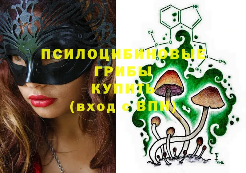 хочу наркоту  Кондрово  Псилоцибиновые грибы Cubensis 